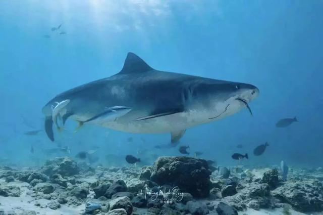 世界上最厉害的鲨鱼的图片和名字，世界上最厉害的鲨鱼的图片视频？
